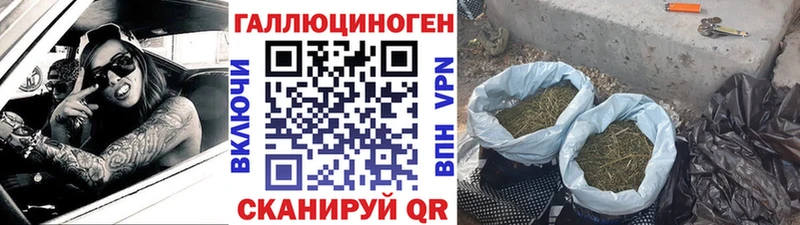 Купить где  Свободный  Псилоцибиновые грибы Psilocybine cubensis 